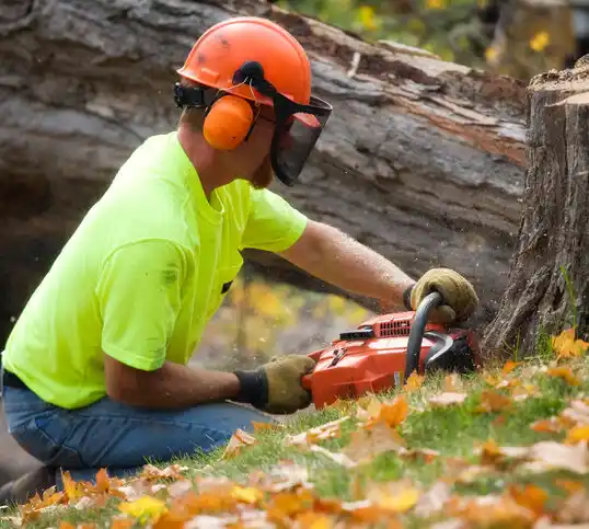 tree services Tinton Falls